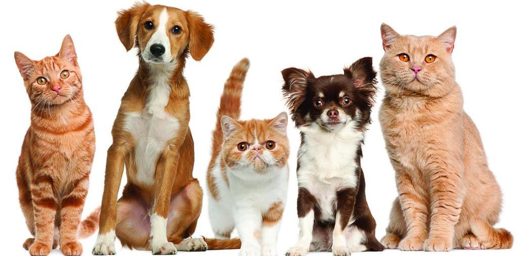 Доска объявлений о животных | ЗооТом - продажа, вязка и услуги для животных в Инкермане