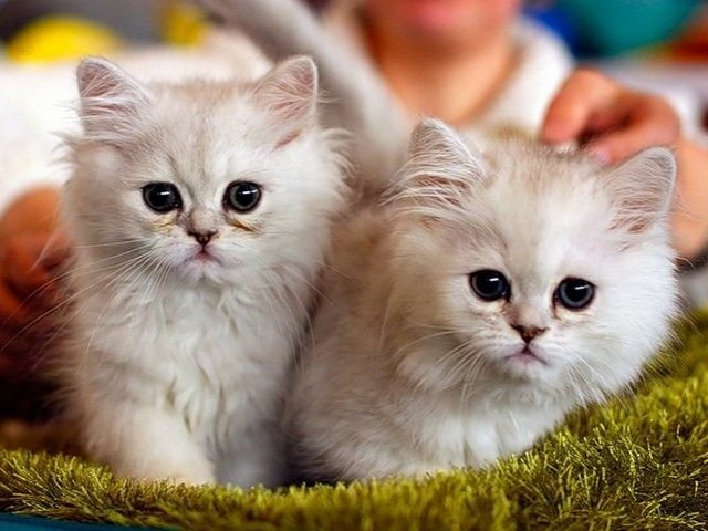 Породы кошек в Инкермане | ЗооТом портал о животных