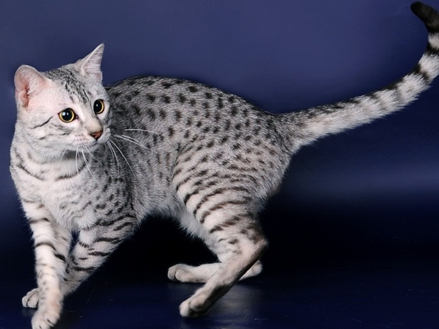 Породы кошек в Инкермане | ЗооТом портал о животных