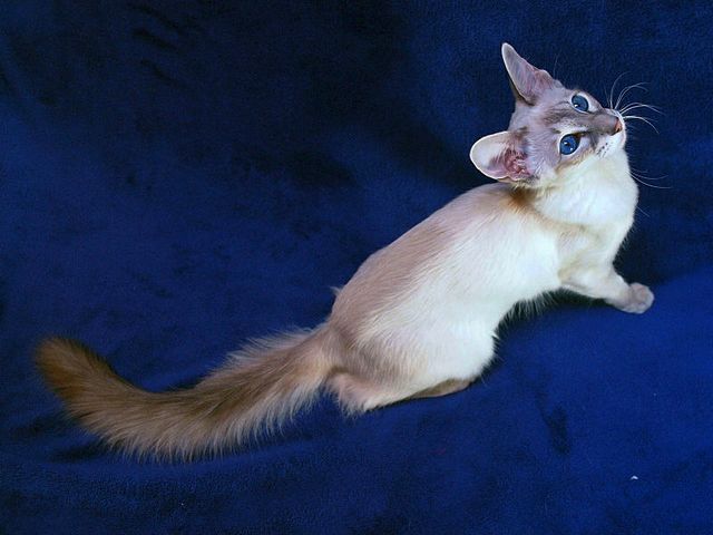 Выведенные породы кошек в Инкермане | ЗооТом портал о животных