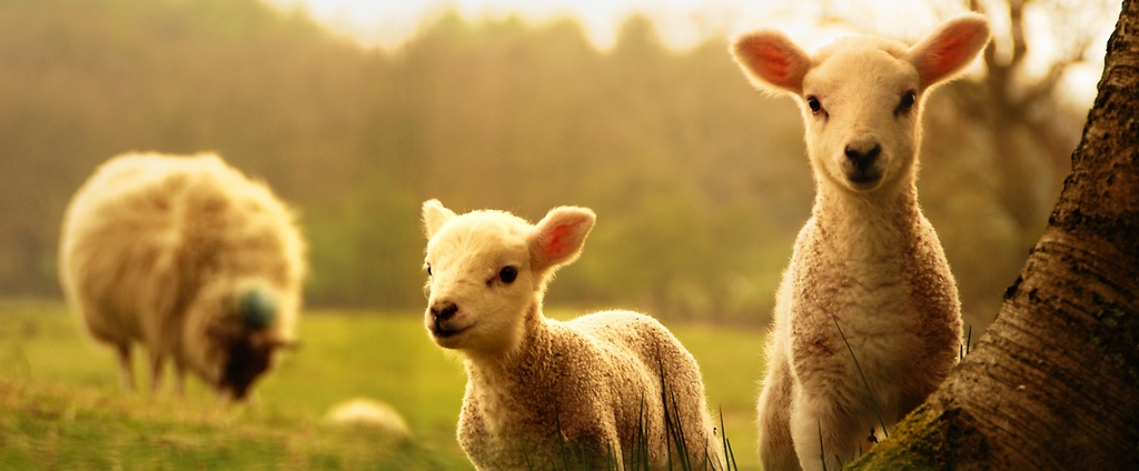 Объявления о сельскохозяйственных животных | ЗооТом - продажа, вязка и услуги для животных в Инкермане
