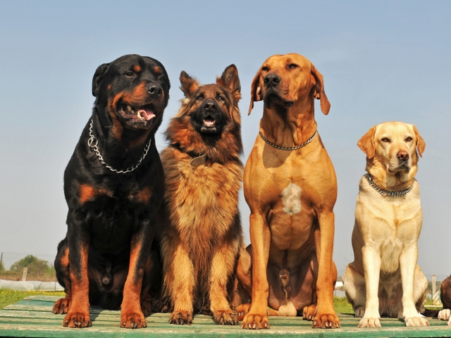 Крупные породы собак в Инкермане | ЗооТом портал о животных